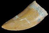 Serrated, Juvenile Carcharodontosaurus Tooth #84388-1